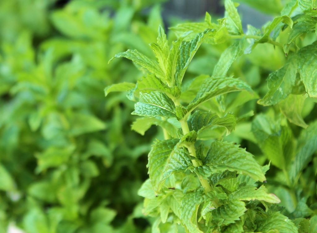 Jarabe de menta - SAVOIR FAIRE by enrilemoine menta para hacer jarabe de menta