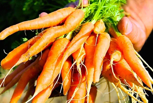 Zanahorias para hacer bizcocho de zanahoria para torta