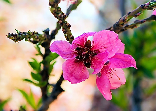 Spring is in the aire - SAVOIR FAIRE by enrilemoine plum blossom, spring is in the air