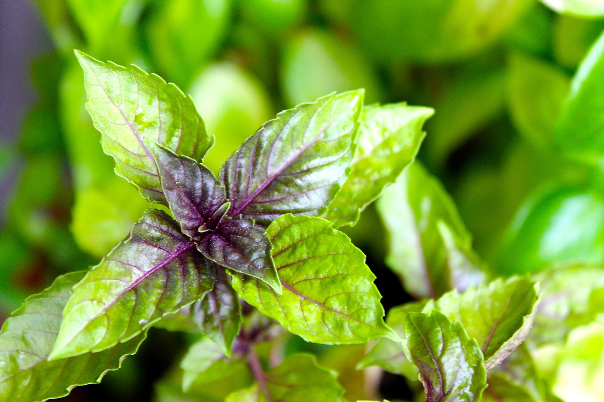 albahaca morada