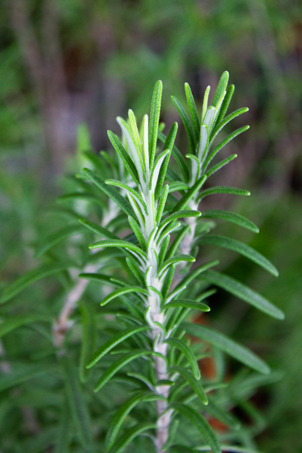 Ramas de una planta de romero.