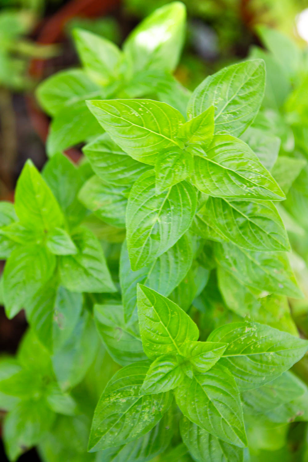 Albahaca, by enrilemoine.