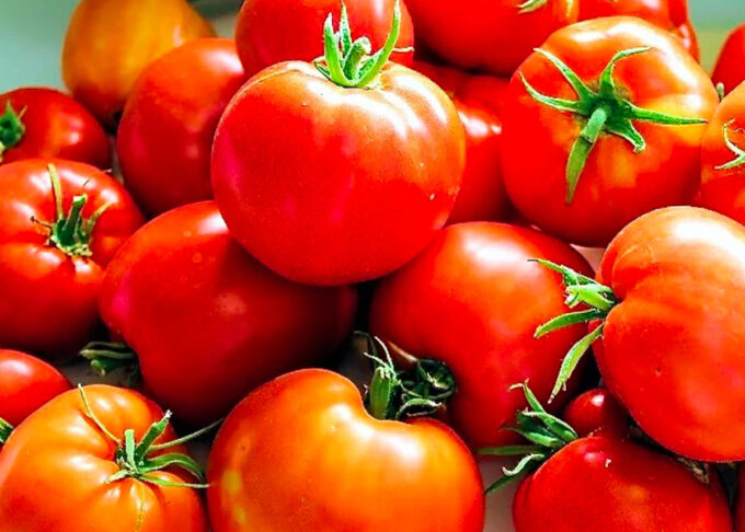 Tomates maduros para hacer salsa, by enrilemoine.