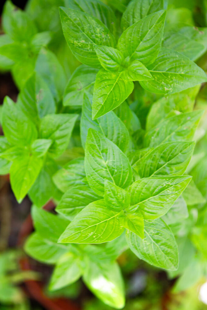 Basil plant, by enrilemoine.