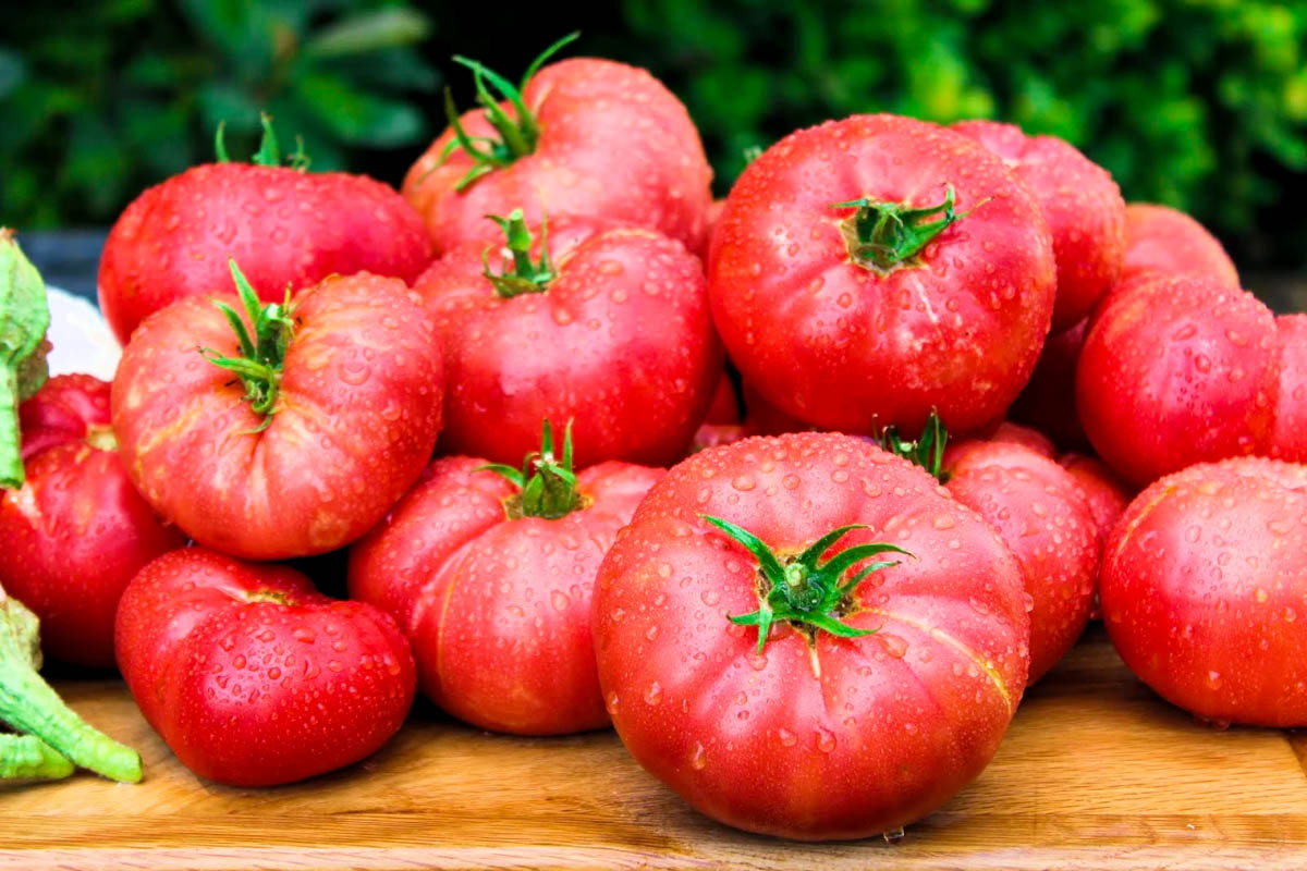 tomate, albahaca