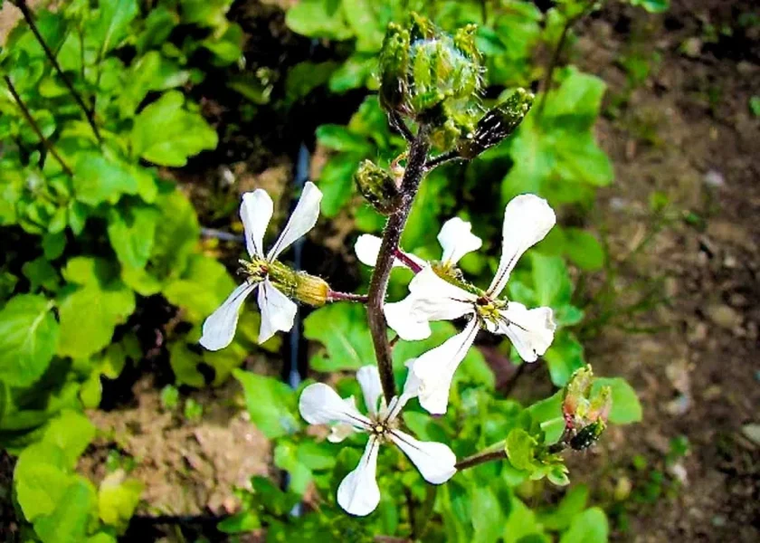 arugula flower and arugula plants